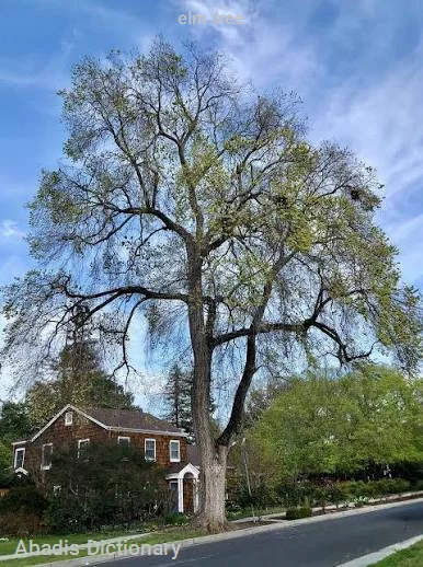 elm tree